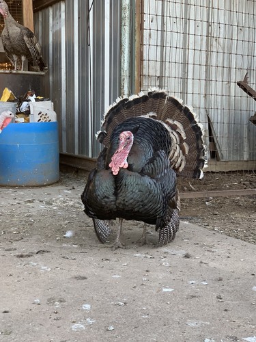 Heritage breed turkey - 4+,