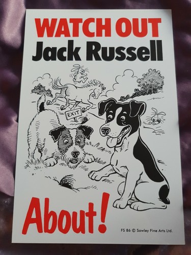 Watch out jack russell about - watch,