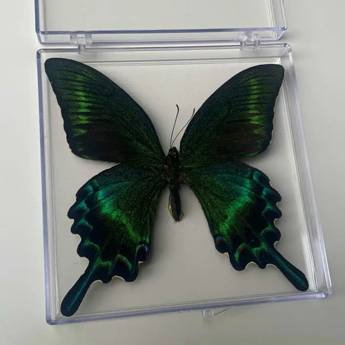 Real butterfly specimen - real,