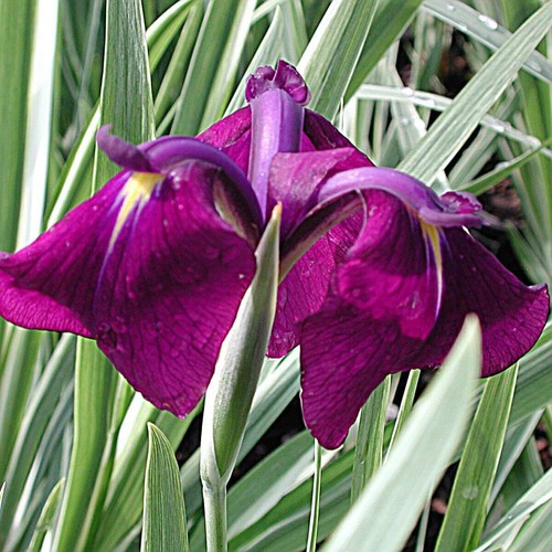 Variegated japanese clematis - variegated,