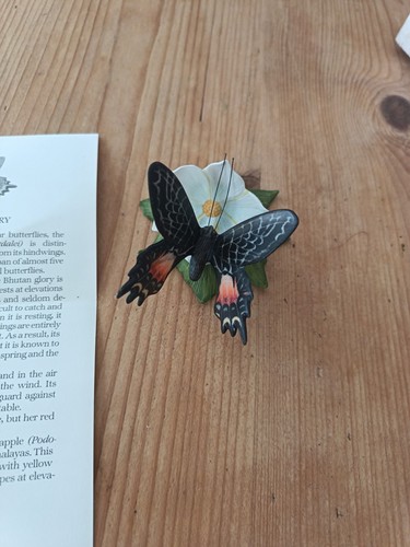 The bhutan glory - glory, butterfly