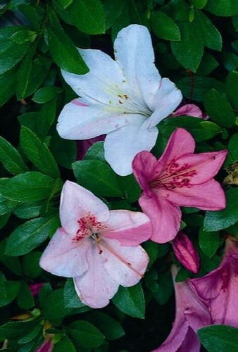 Tama hada azalea - no, hada~~azalea