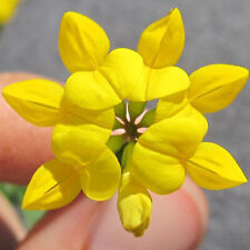 100 Birds Foot Trefoil British Lotus Wild Flower Seeds Yellow Meadow & Woodlands