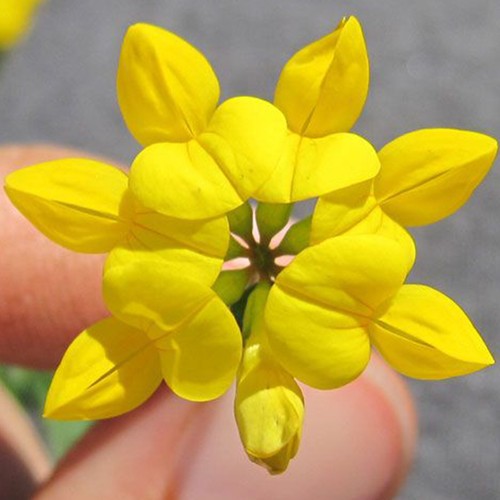 100 birds foot trefoil - 100, british