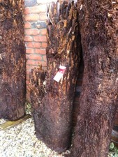 Unusual Dicksonia Antarctica