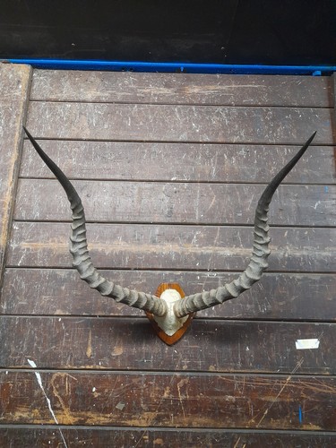 Antique taxidermy horns skull - antique,