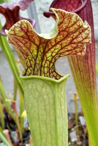 Sarracenia moorei sth19 ex - sth19,