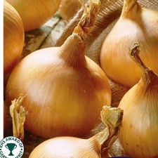 ONION Centurion. Hybrid onion