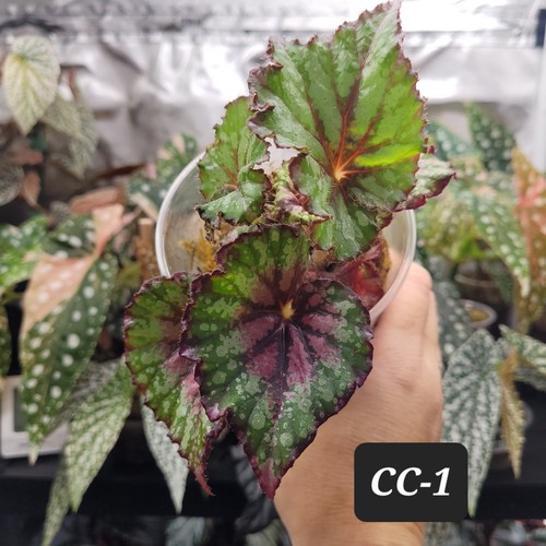 Begonia casey corwin striking - corwin,