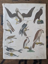 Antique c1815 Natural History