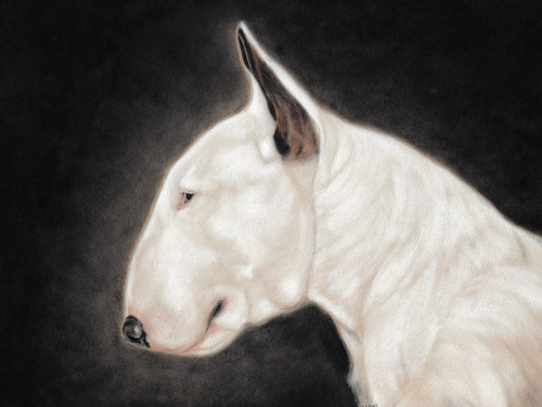 White english bull terrier dog - white,