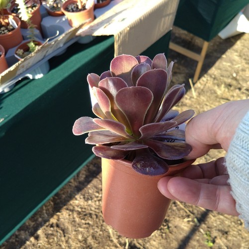 Aeonium velour potted and - velour,