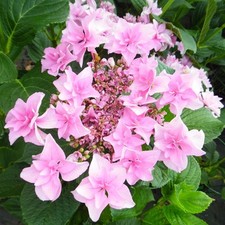 Hydrangea macrophylla Doppio