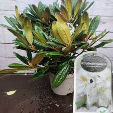 Rhododendron 'Porzellan' White Dwarf Hybrid 3L Garden Plant Established Shrub