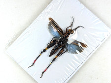 Coloracris azureus male  | East java Indonesia | A1/A1-  |  Stock picture | 