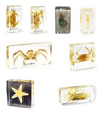 Real office insect paperweight - real,