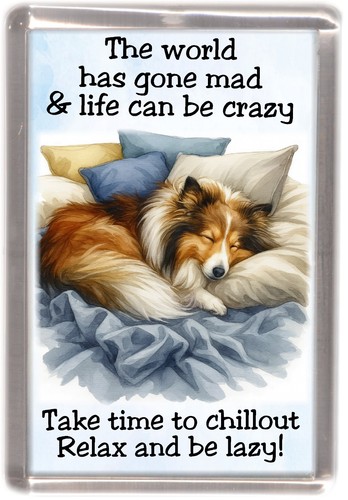 Sheltie shetland sheepdog - sheltie,