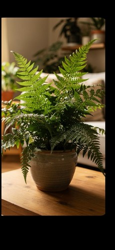 Fern live outdoor - live,