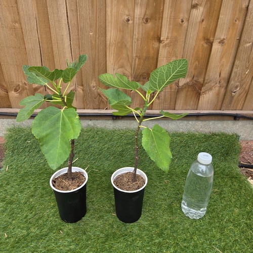 Fig tree brown turkey - tree, turkey"