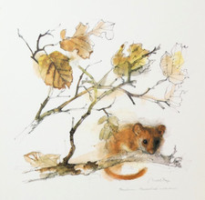 Hazel Dormouse Art Print Mads Stage Pen And Wash Illustration Stenders Forlag