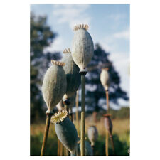Ultra GIANT -RUSSIAN  POPPY