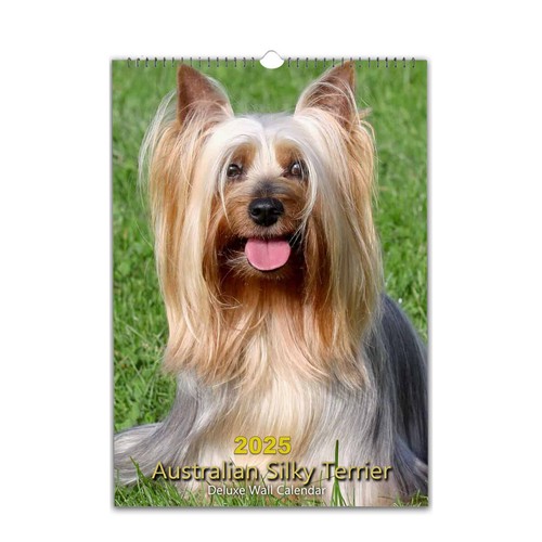 Australian silky terrier dog - australian,