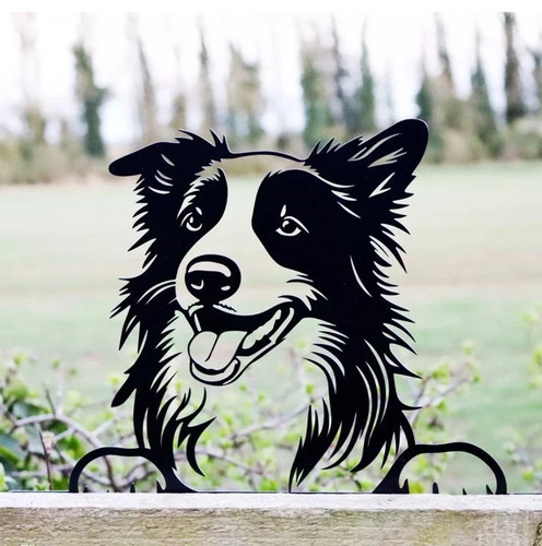 Peeking border collie sheep - peeking,