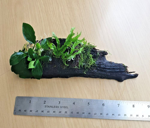 Java fern anubias - java, &