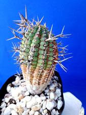 Euphorbia Stellispina Plant