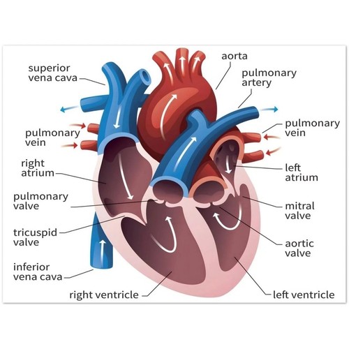 Human heart anatomy medical - anatomy,