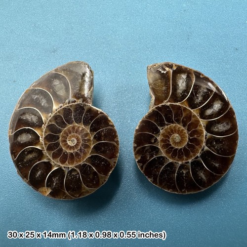 Polished ammonite fossil - fossil, slice