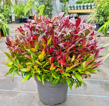 Leucothoe Zeblid Scarletta Dog Hobble - XXXL 10Lt Pot Flowering Evergreen Shrub