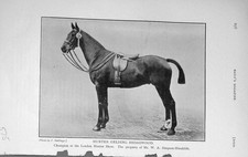 Original Old Antique Print