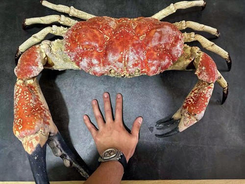 Giant tasmanian king - tasmanian,