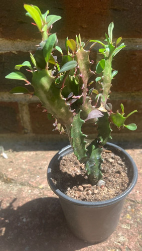 Euphorbia trigona rubra sent - rubra,