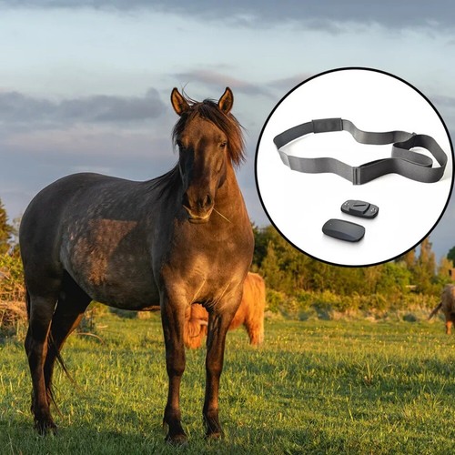 Horse chest strap with - horse,