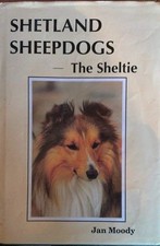 Shetland Sheepdogs: Sheltie