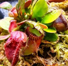 Cephalotus follicularis Live