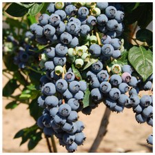 3 Blueberry 'Herbert' Plants /  Fruit Bushes In 9cm Pots, Tasty Edible Berries
