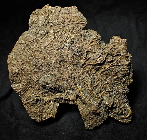 Big detailed crinoid - , fossil