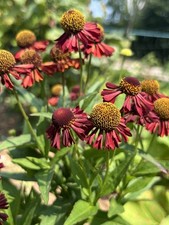 Helenium autumnale (Red) 'Ruby