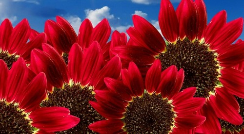 Seeds red giant sunflower - 45,