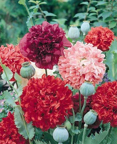 Poppy 0oh double - 0oh, la