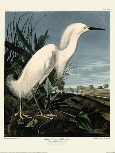 John james audubon snowy - audubon,