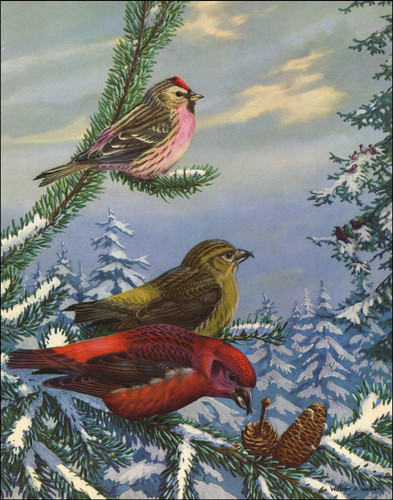 1933 vintage print redpoll - print,