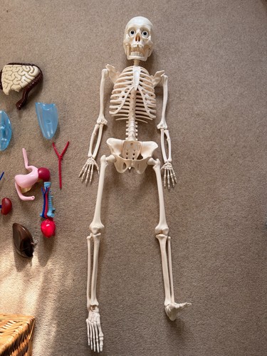 Billy bones skeleton with - bones,