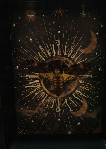 Death head moth mounted - head,
