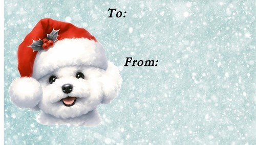 Bichon frise dog christmas - bichon,