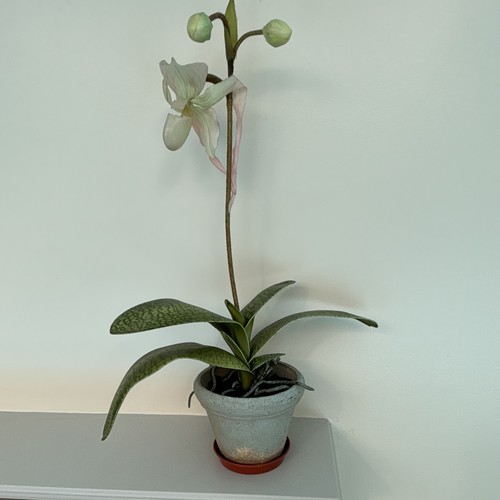 Paphiopedilum lady slipper - lady's,