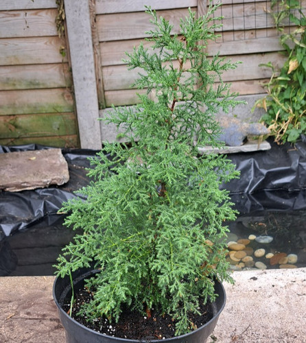Conifer collection bundle 3 - conifer,